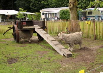 Dierenweide